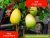 Thai Lemon Trees For Sale