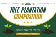 The Best Tree Plantation Composition