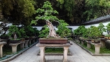 Amazing Article About Bonsai Tree