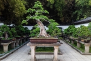 Amazing Article About Bonsai Tree