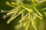 Raat Ki Rani: Night Flowering Jasmine