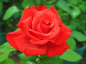 Awesome Rose Gardening Ideas