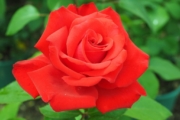 Awesome Rose Gardening Ideas